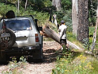 Laurie watches Heidi chainsaw a fallen tree on Tomboon-McGuire Track